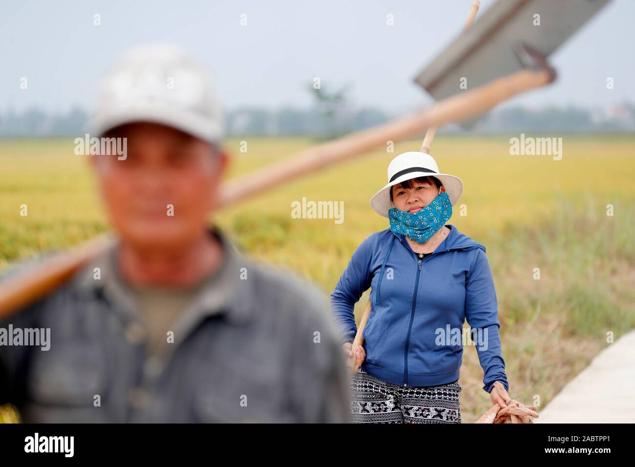 Argiculture. Cosecha de arroz. Los agricultores. Hoi An. Vietnam. Foto de stock