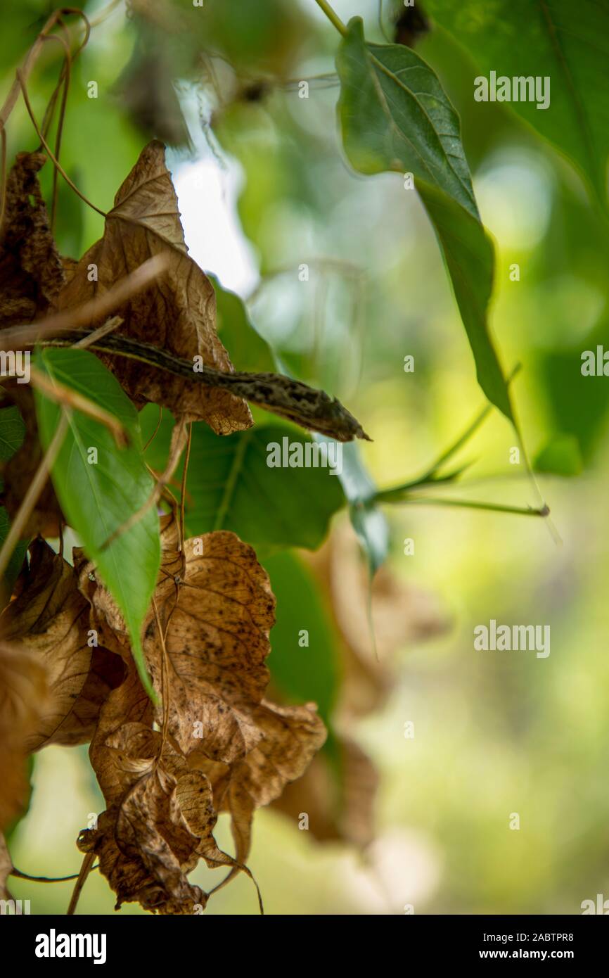 Muertos verde seco de Asia serpiente vid Foto de stock