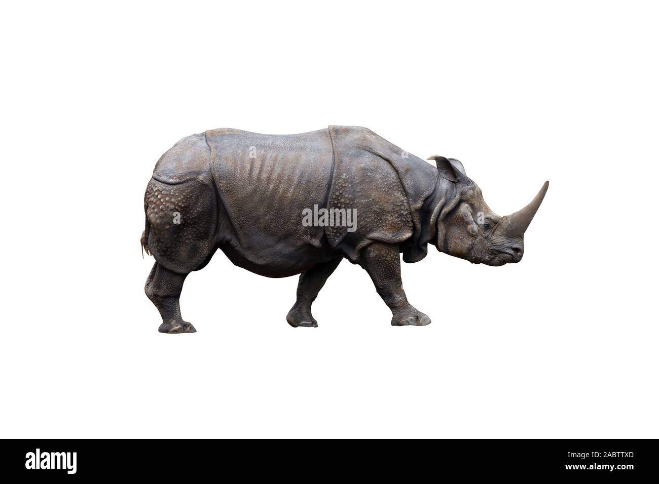 One horn rhino Imágenes recortadas de stock - Alamy
