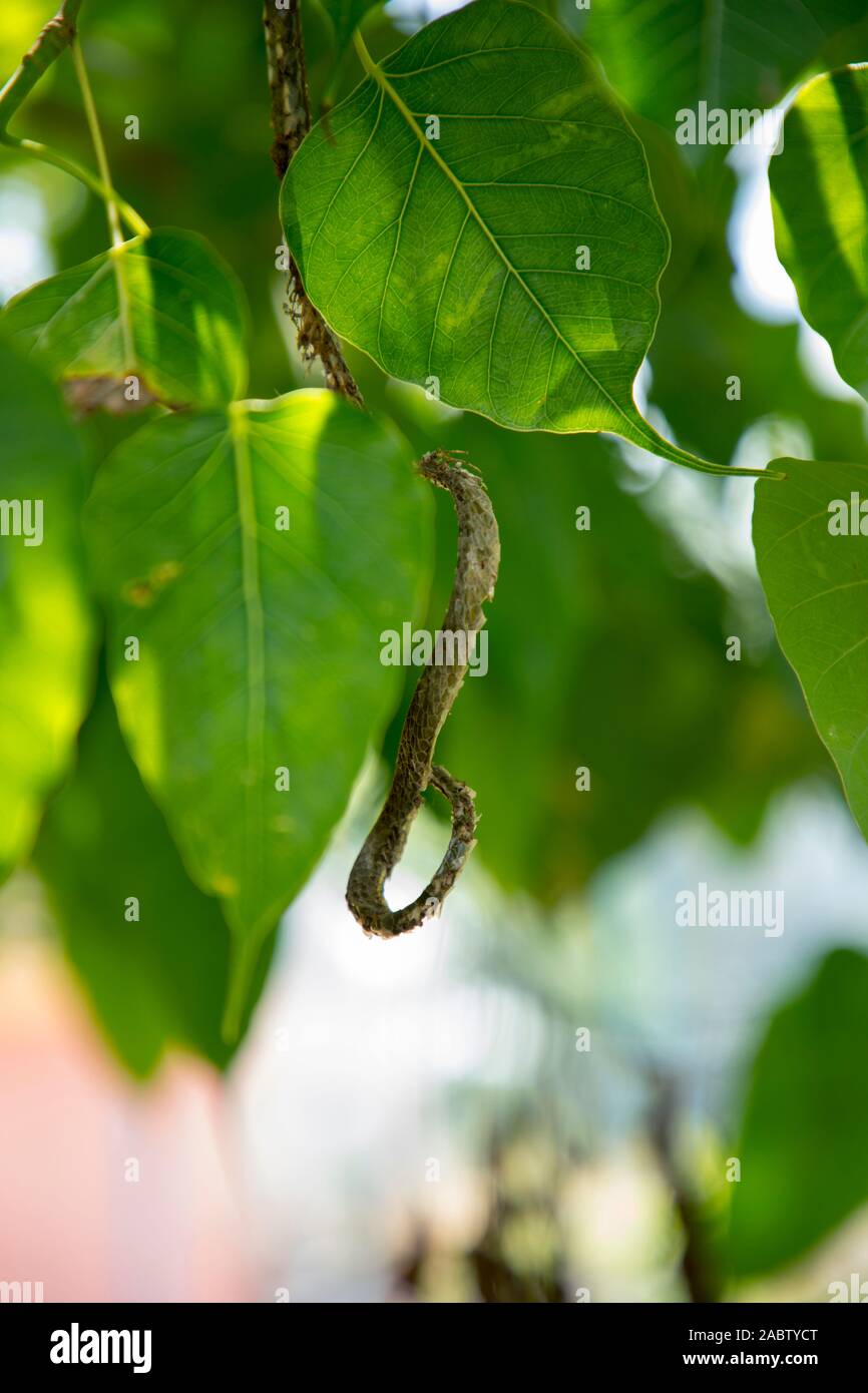 Cerrar el cuerpo de pequeña serpiente verde(Orientales serpiente látigo) en el árbol de hojas verdes de la naturaleza tropical Foto de stock