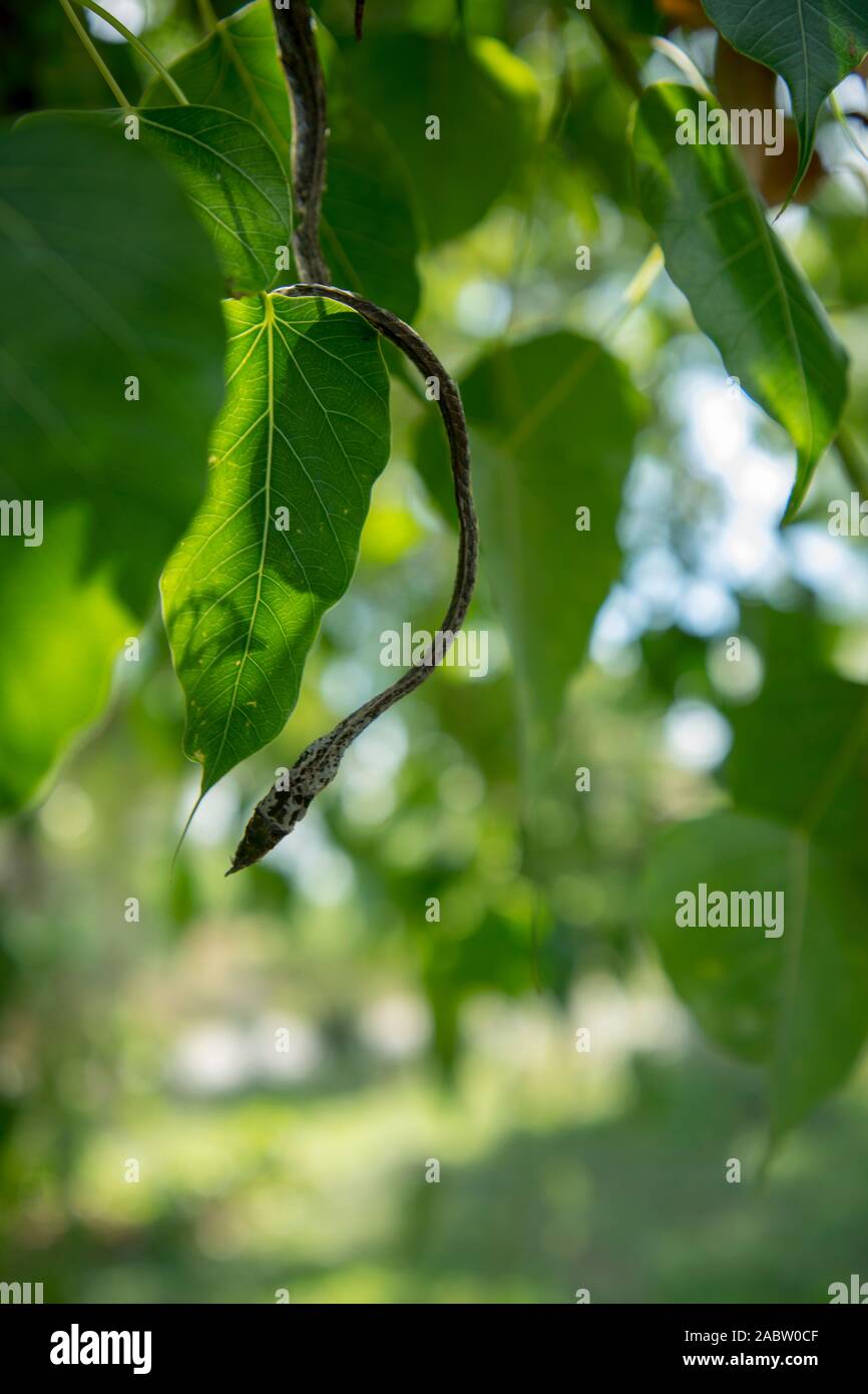 Vid verde serpiente sobre hojas verdes ramas,cabeza de serpiente verde Foto de stock