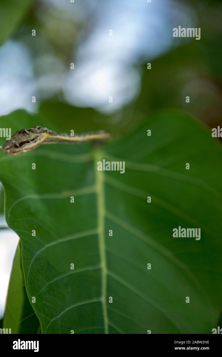 Retrato de una vid de Asia verde serpiente descansando Foto de stock