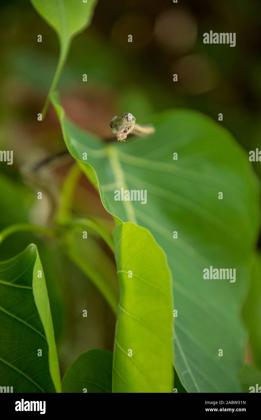 Retrato de un verde serpiente vid asiáticos Foto de stock