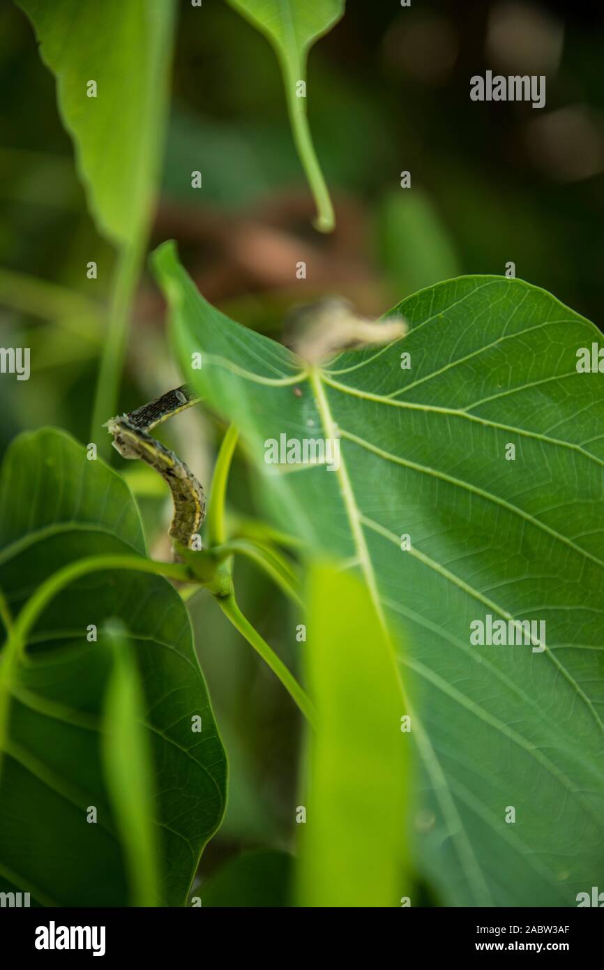 Vid verde serpiente sobre hojas verdes ramas,cabeza de serpiente verde Foto de stock