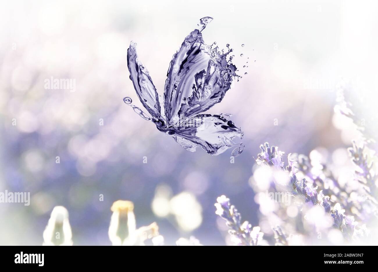 Una mariposa de agua volando sobre un soñador flores de lavanda. Foto de stock