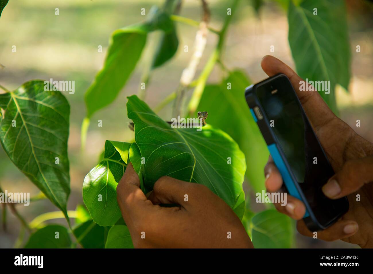 Un hombre usando un teléfono inteligente para tomar fotos de serpiente vid verde Foto de stock