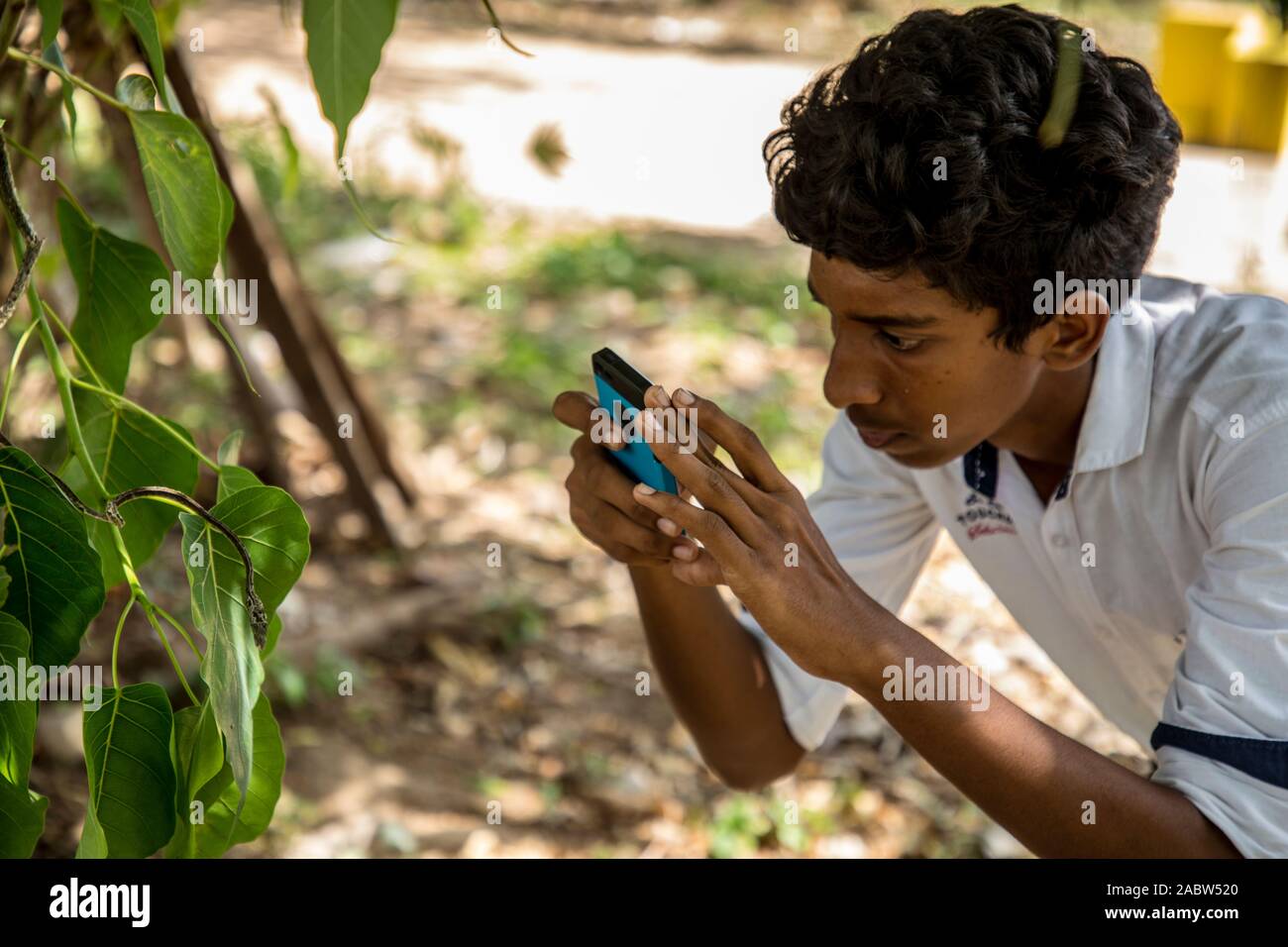 Un hombre usando un teléfono inteligente para tomar fotos de serpiente vid verde Foto de stock