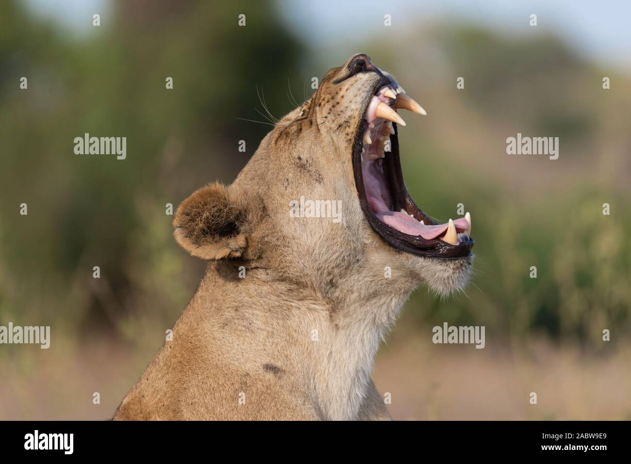 Retrato de una mujer león relajarse en el césped Foto de stock