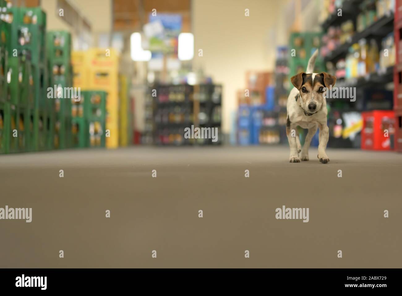 Perro pequeño en el mercado de compras - poco lindo Jack Russell terrier, de 13 años está en marcha a través del mall Foto de stock