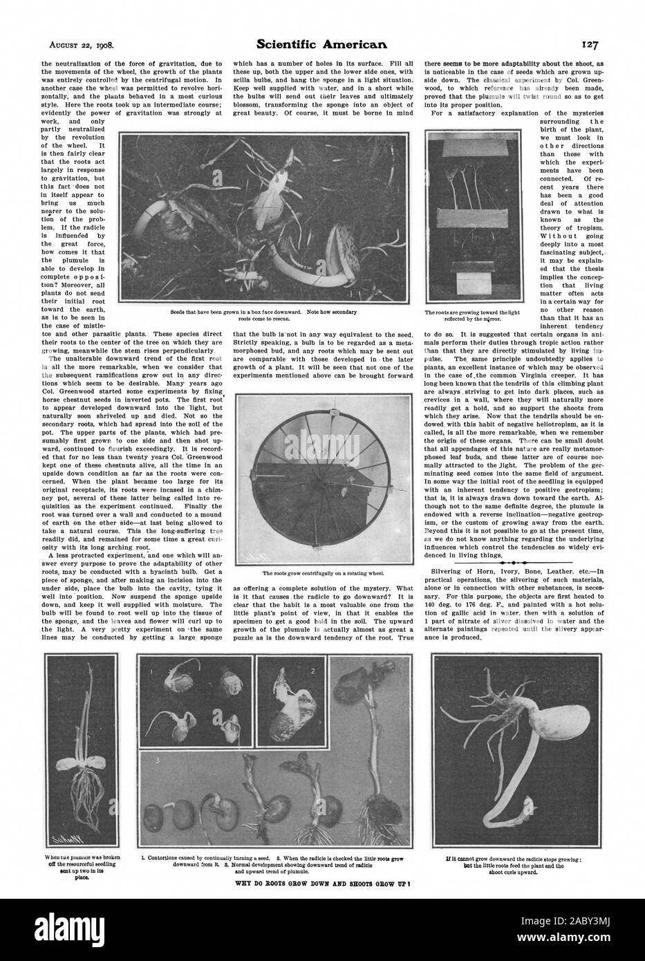 ¿Por qué crecen las raíces HACIA ABAJO Y SARMIENTOS VP, Scientific American, 1908-08-22 Foto de stock
