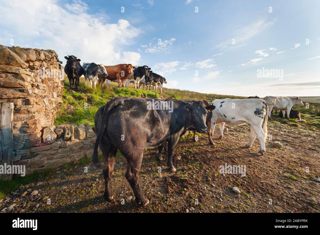 Campiña británica - agricultura, ganadería granja - ganado vacuno en las primeras horas de la mañana la luz Foto de stock