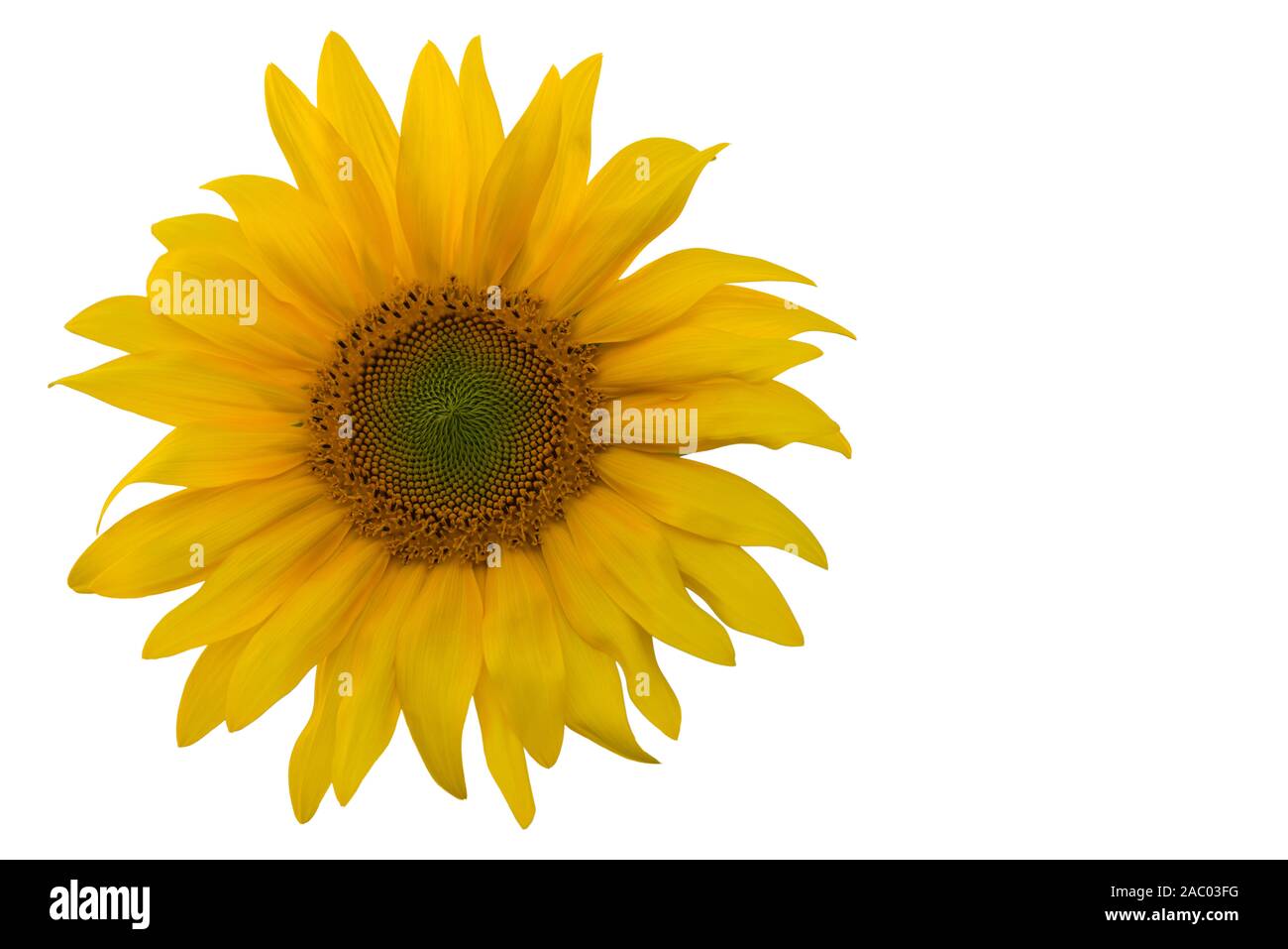 Girasol flor sobre un fondo blanco. El principio de la floración. Vista delantera. Alta resolución. Foto de stock