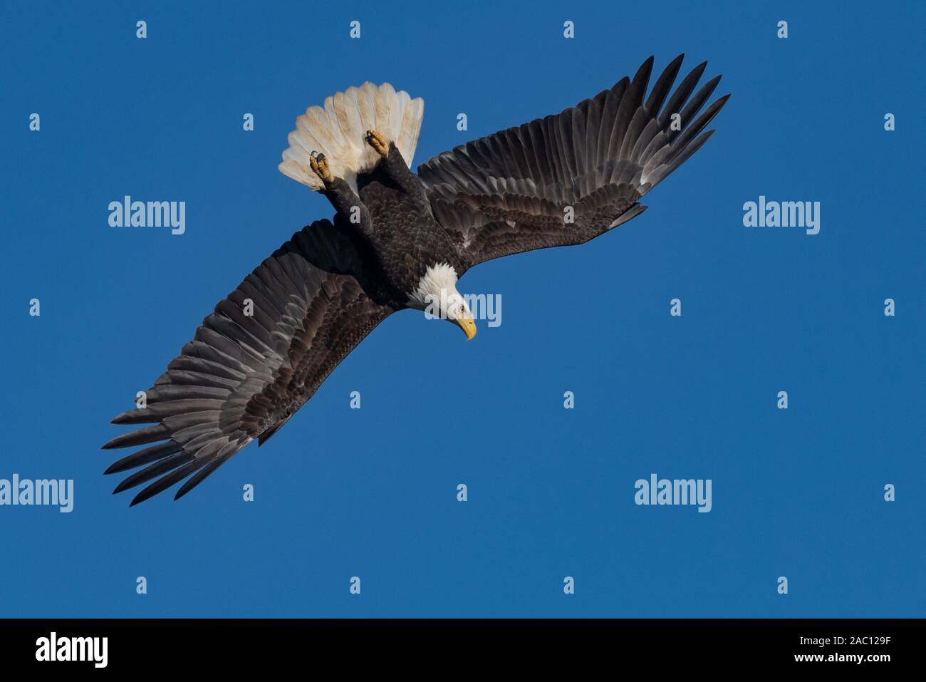 El águila calva volando en el cielo Foto de stock