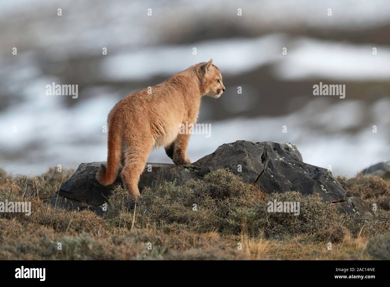 Burro Pepino Notorio El puma (Puma concolor), el joven animal parado sobre una roca, el Parque  Nacional Torres del Paine, Patagonia, Chile Fotografía de stock - Alamy