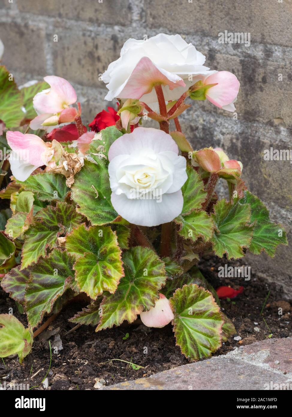 Imagen detallada de un color blanco flor doble y Begonia en plena floración  en un jardín urbano Fotografía de stock - Alamy