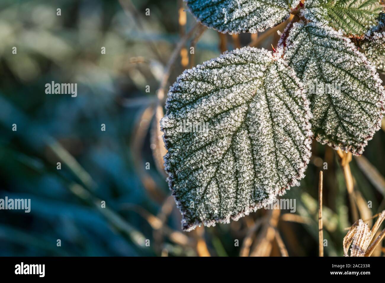 Hojas de un arbusto blackberry cubiertos con cristales de hielo de escarcha en el sol de la mañana. Concepto de la temporada de invierno, el frío, la falta de protección anticongelación Foto de stock
