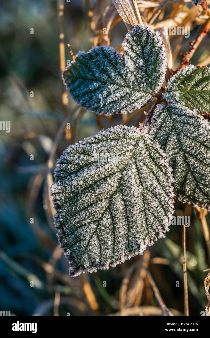 Hojas de un arbusto blackberry cubiertos con cristales de hielo de escarcha en el sol de la mañana. Concepto de la temporada de invierno, el frío, la falta de protección anticongelación Foto de stock