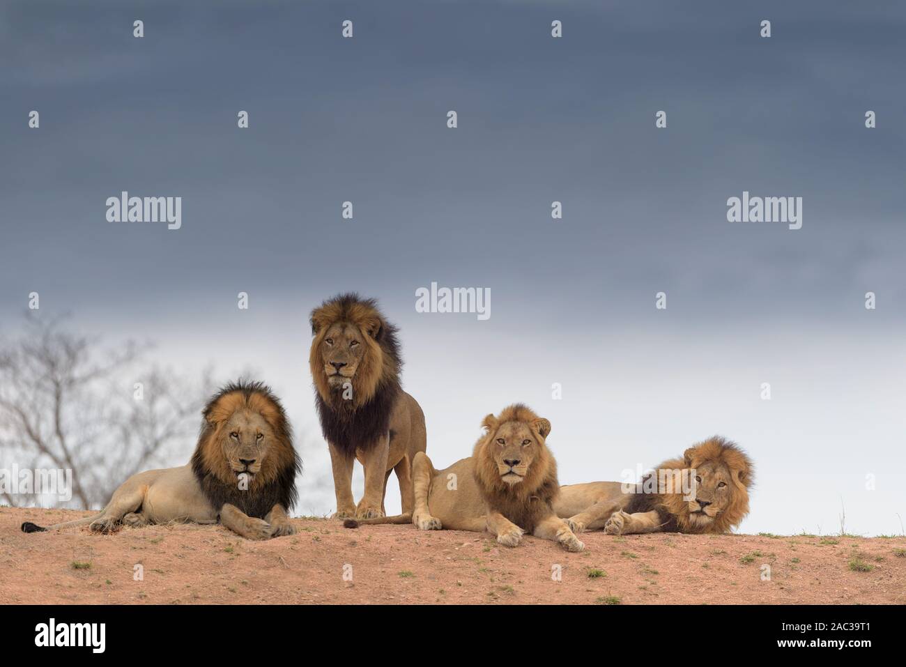 Hermanos leones fotografías e imágenes de alta resolución - Página 2 - Alamy