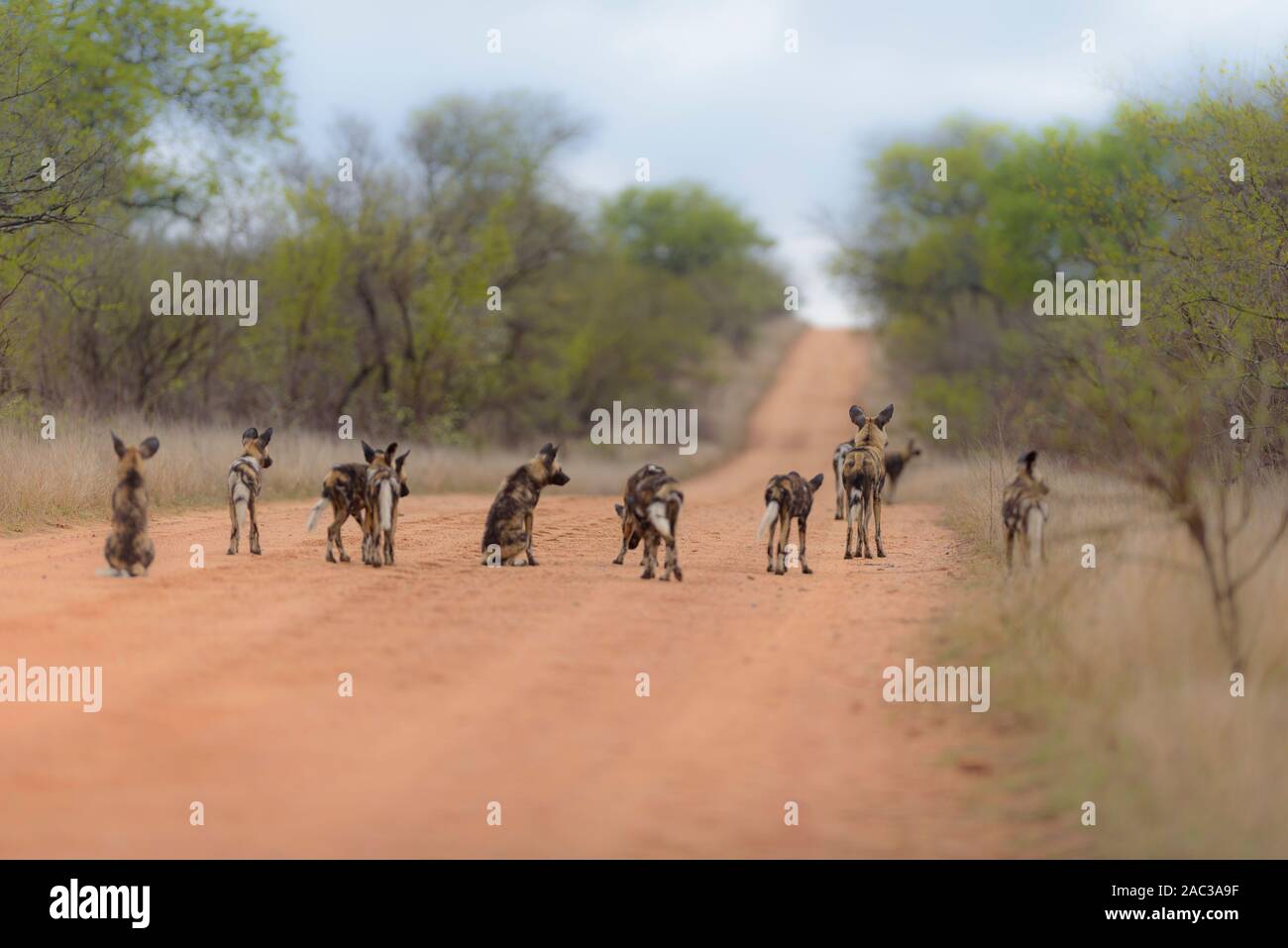 Perros salvajes africanos, pintó retratos de lobo Foto de stock