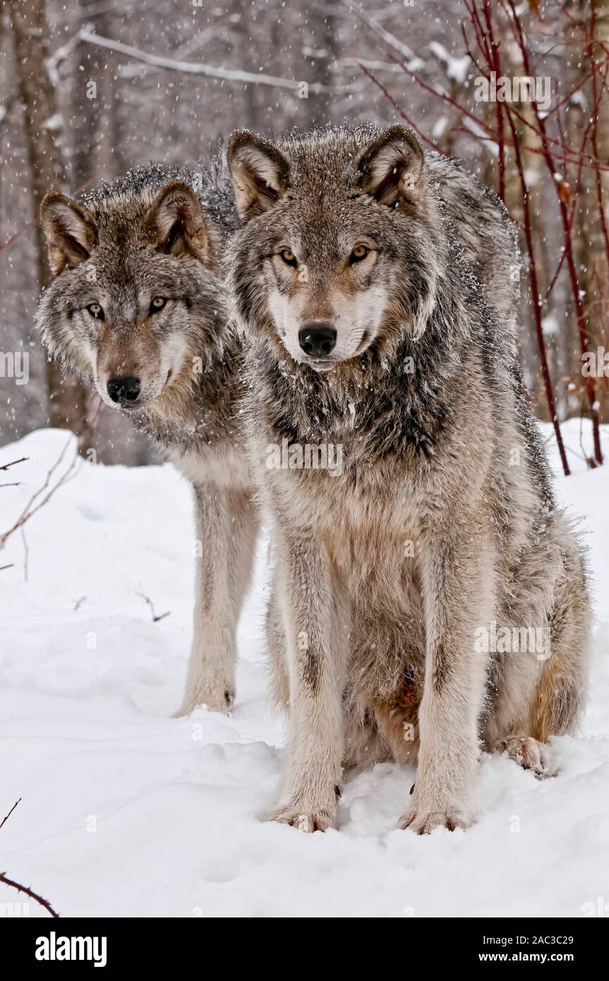 Dos Lobos Grises en la nieve sentados uno al lado del otro. Foto de stock