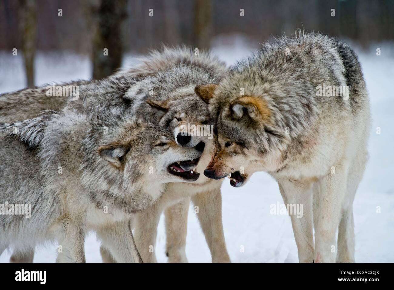 Una manada de lobos grises jugando juntos. Foto de stock