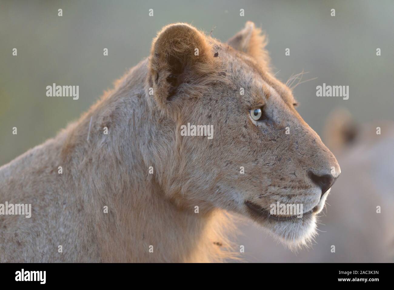 Mejor retrato de león Foto de stock