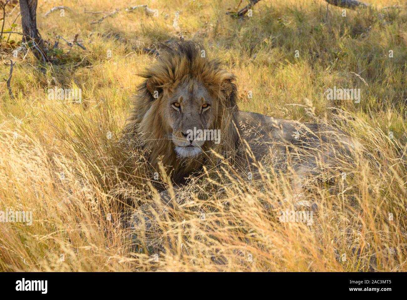 León macho, Panthera leo, en hierba larga, Macatoo, Okavango Delta, Botswana Foto de stock