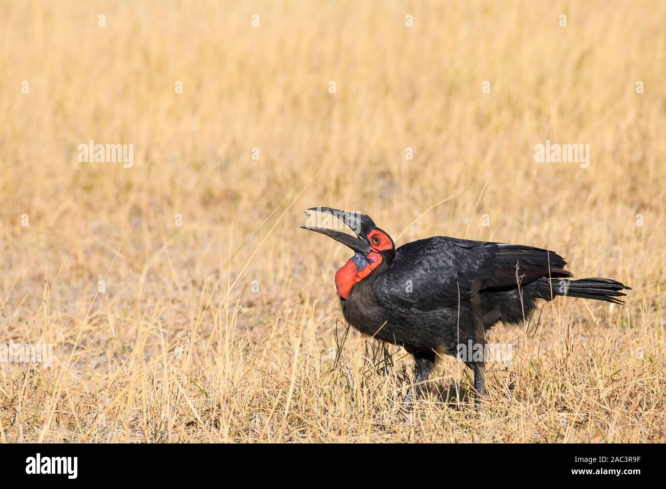 Hornbill del Sur, Bucorvus leadbeateri, comer un insecto, Reserva privada Khwai, Delta Okavango, Botswana. También conocido como Bucorvus cafer Foto de stock