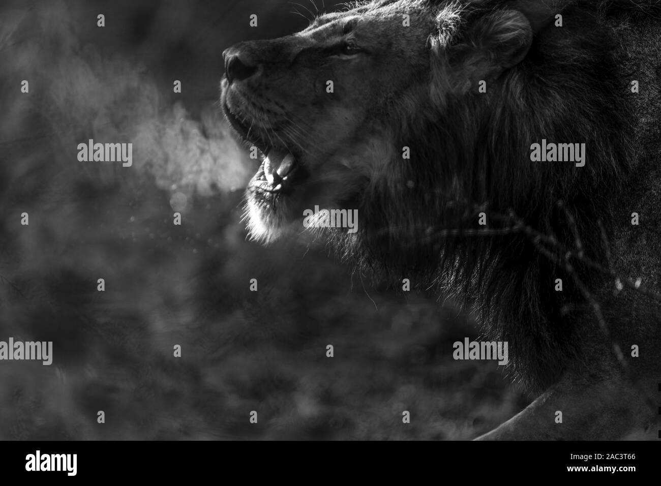 Retrato de león macho Foto de stock