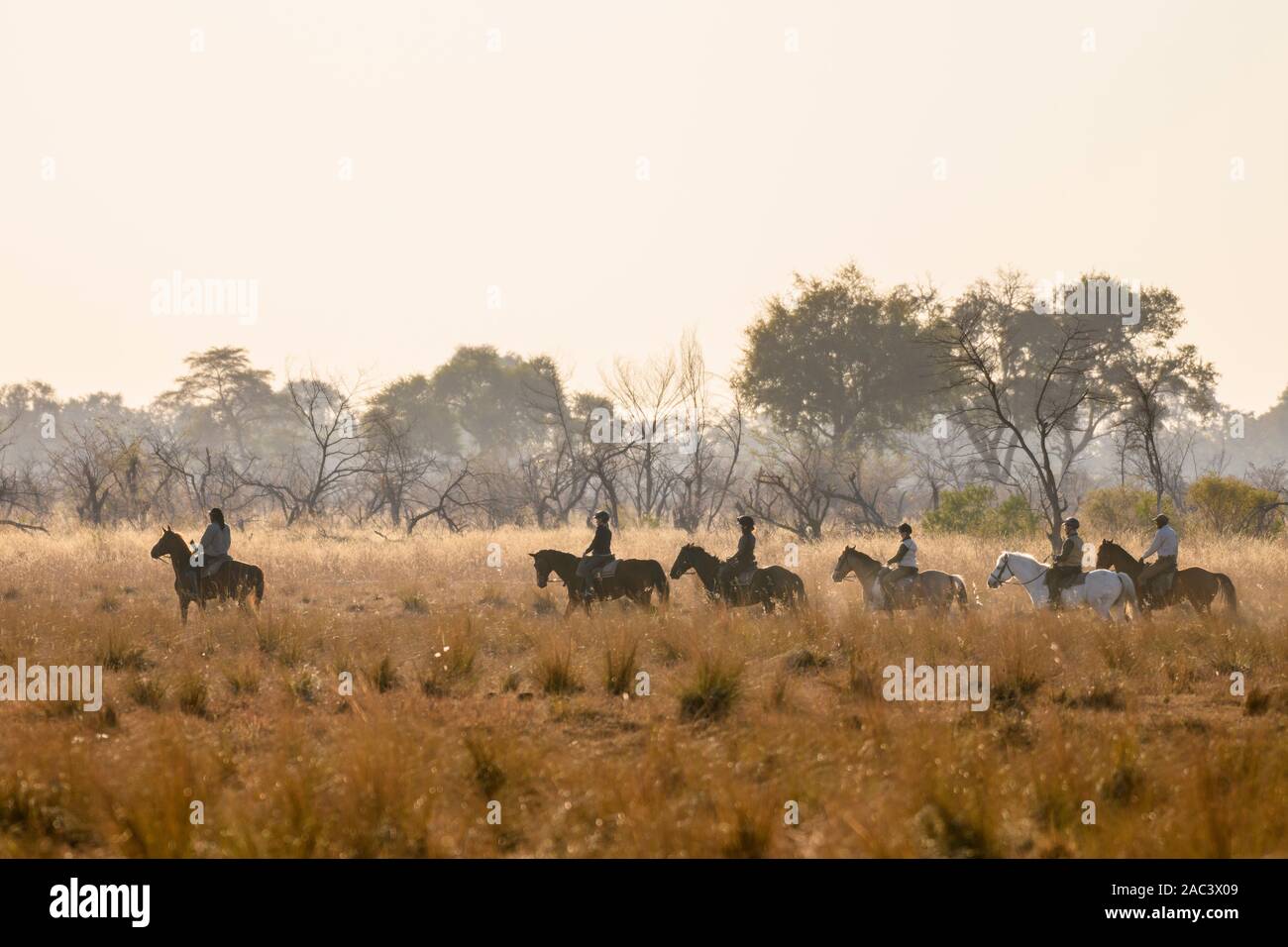 Safari a caballo en Macatoo, Okavango Delta, Botswana Foto de stock