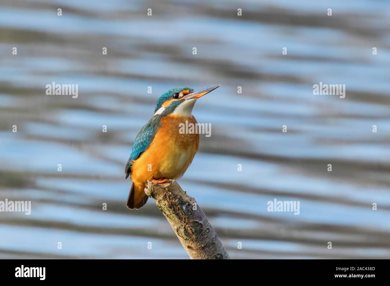 Martín pescador (Alcedo atthis) Kingfisher pájaro sentado en una rama Foto de stock