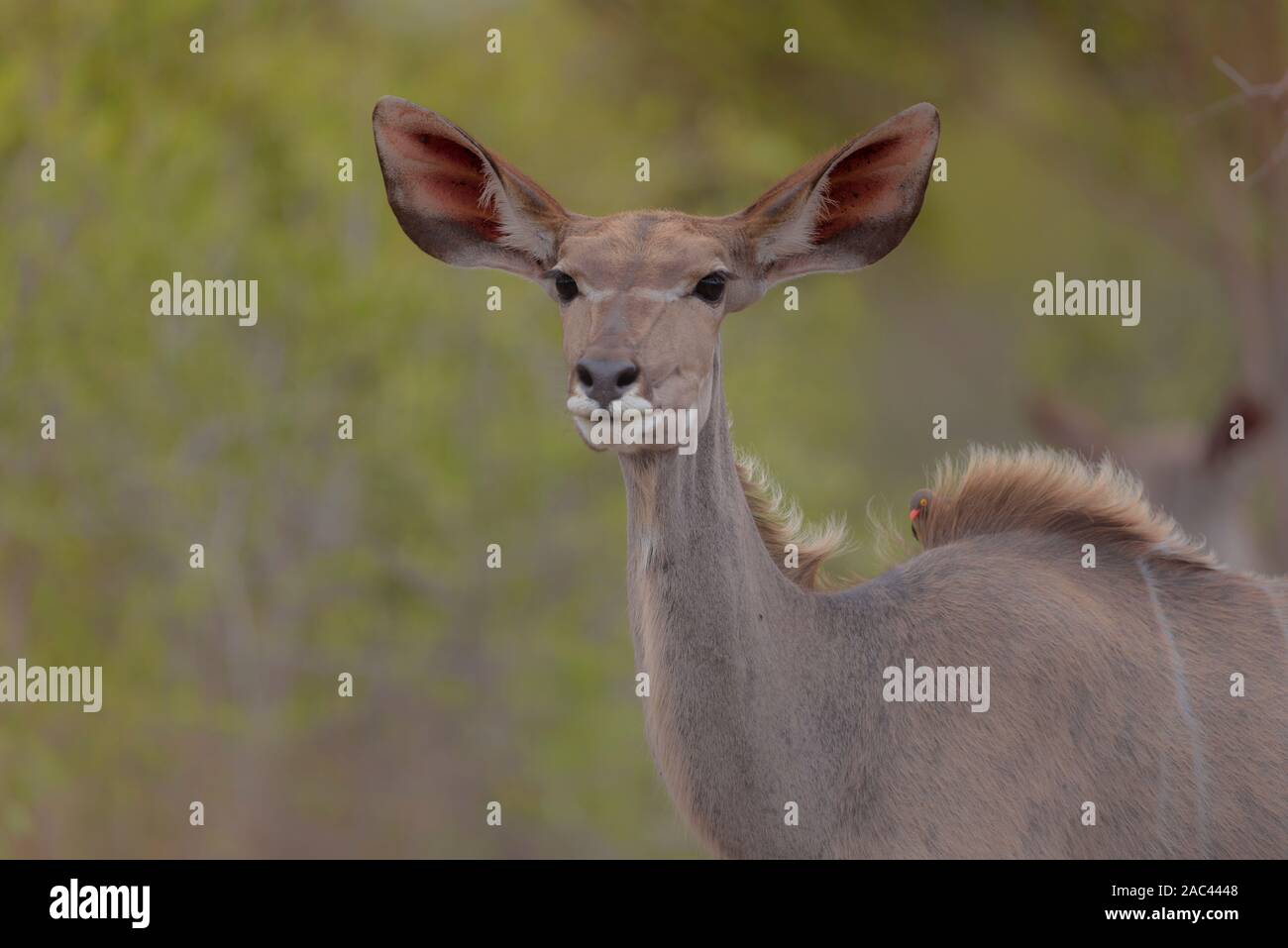 Retrato Kudu Foto de stock