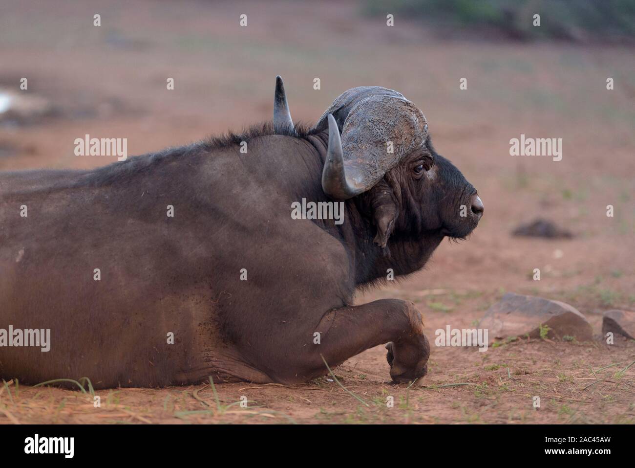 Cape buffalo, búfalo africano retrato Foto de stock