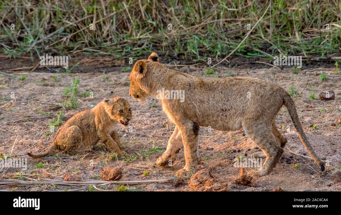 Muy joven cachorro de león rugiendo a un cachorro de león mayores durante la reproducción Foto de stock