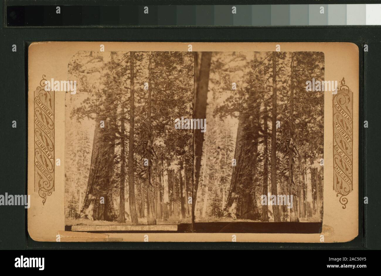 Grizzly gigante! Grandes árboles de California Grizzly gigante! Grandes