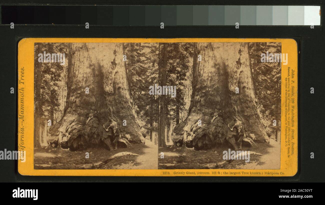 Grizzly Gigante, (circum 101 pies; el árbol más grande saber), Mariposa