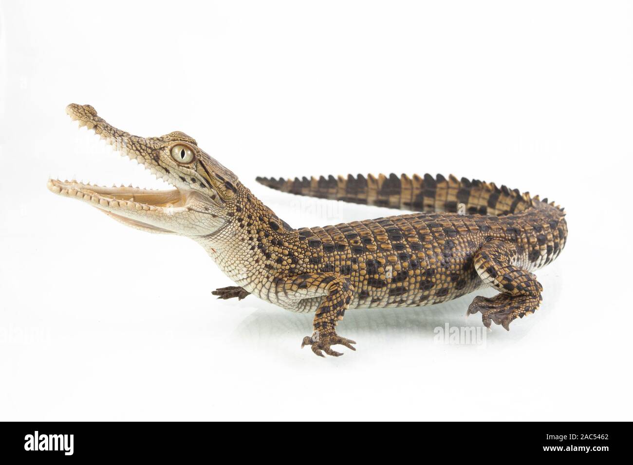 Un bebé cocodrilo de agua salada (Crocodylus porosus) aislado sobre fondo blanco. Foto de stock