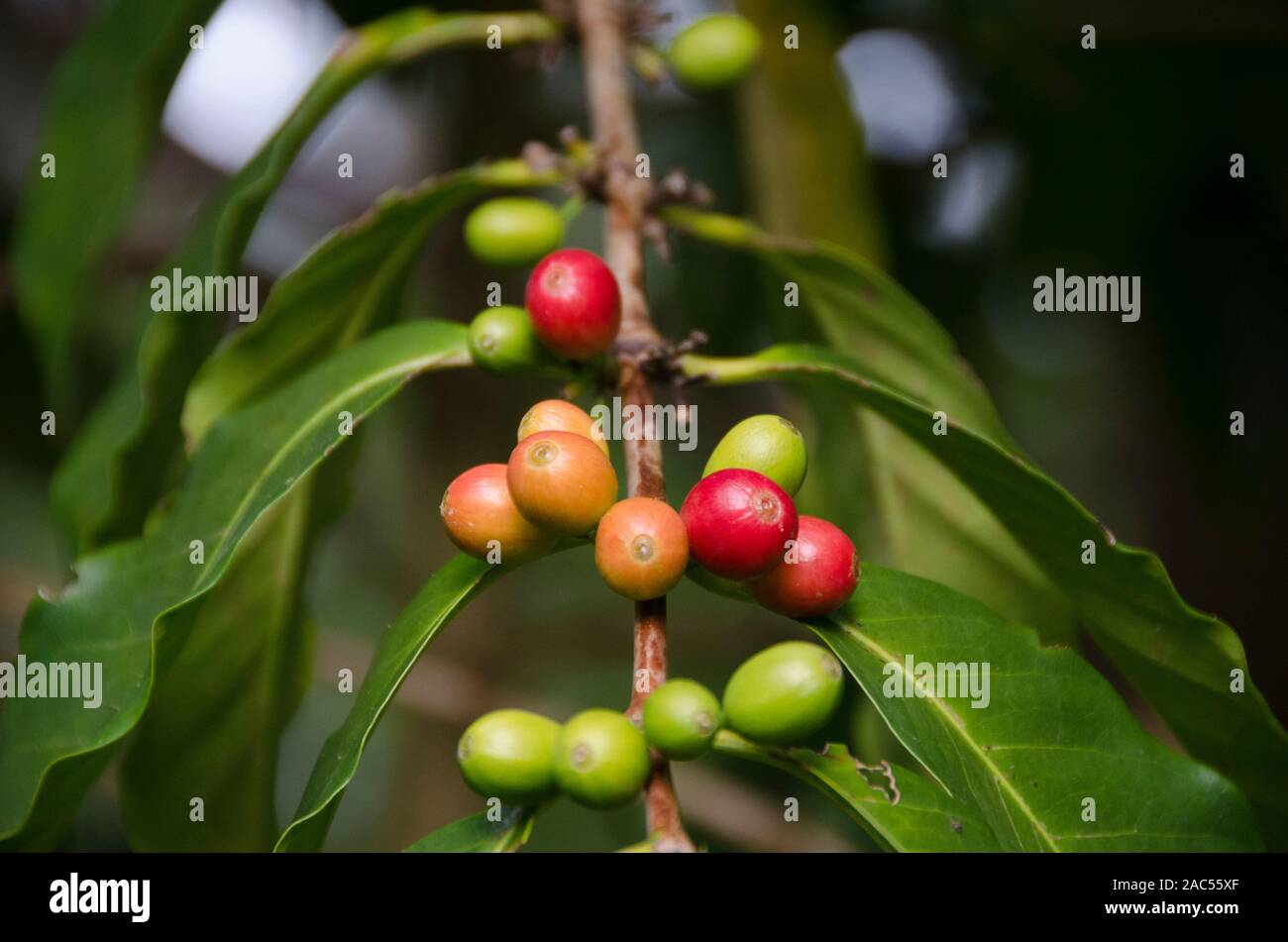 Las cerezas de café verde y rojo en el árbol del huerto Koffee Kaleo en Pa'auilo makua en la Isla Grande. Foto de stock