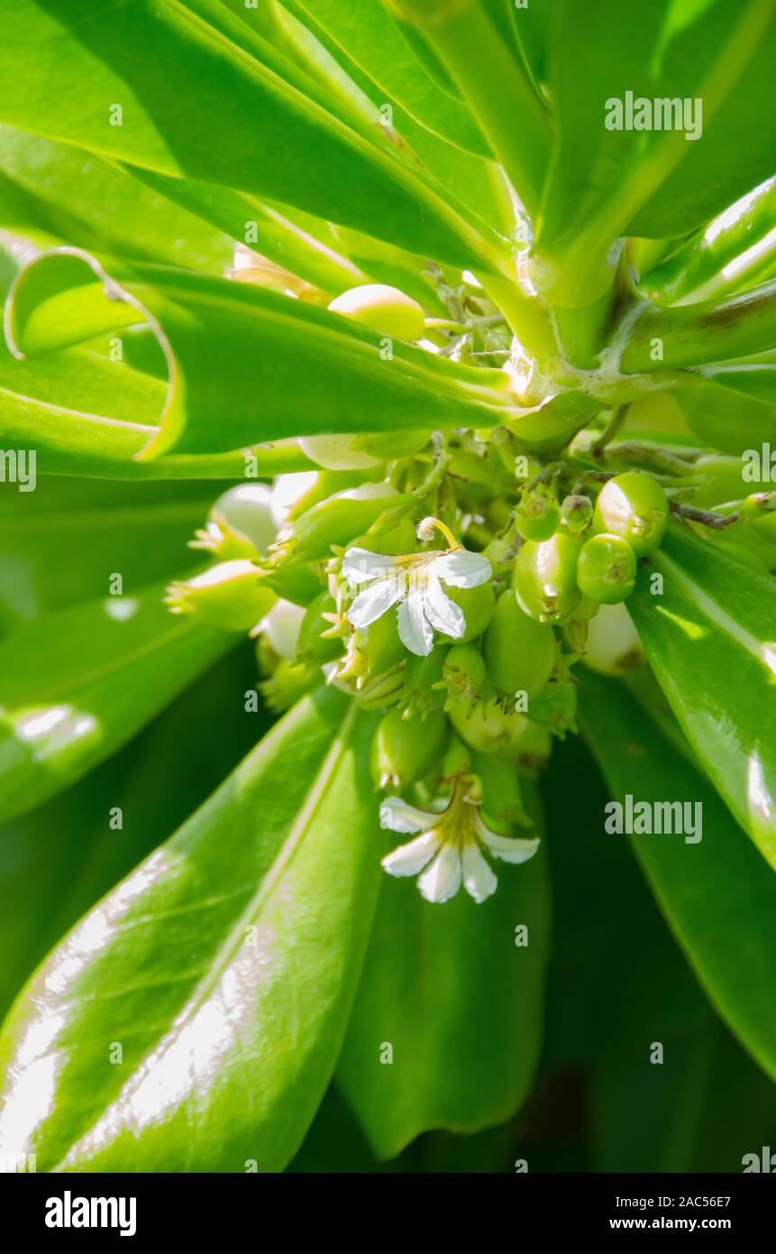 Naupaka kahakai es mitad flor encontrada cerca de la playa, que en la leyenda hawaiana representa la separación de dos amantes. Otra especie de la misma planta Foto de stock