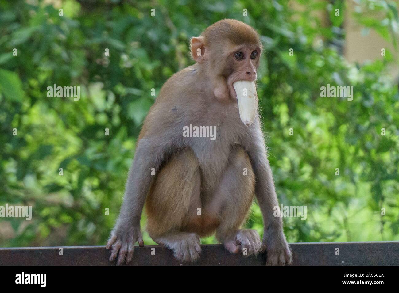 Variedad de monos en la ciudad india de Rishikesh Foto de stock