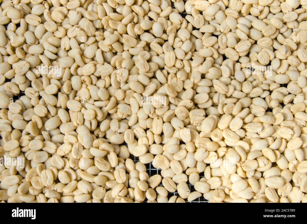 Los granos de café crudo en una paleta de secado al sol, Pua'a Kea Farm, Pa'auilo, área de Hamakua, Isla Grande. Foto de stock