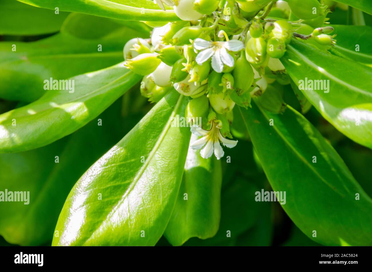 Naupaka kahakai es mitad flor encontrada cerca de la playa, que en la leyenda hawaiana representa la separación de dos amantes. Otra especie de la misma planta Foto de stock