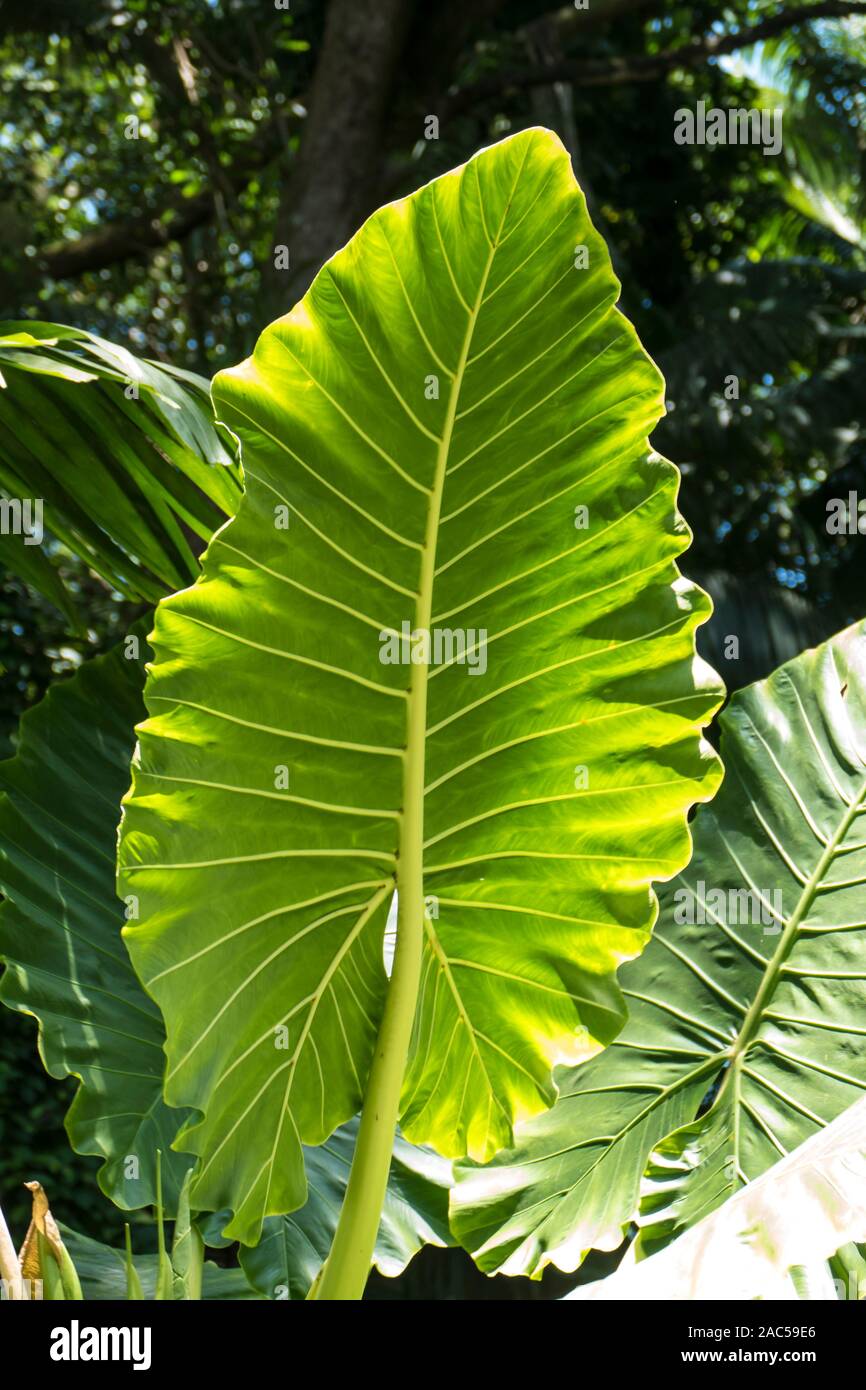 Grandes hojas de oreja de elefante, o 'ape, en Hawaii jardín botánico tropical cerca de Bahía Onomea en Papa'ikou cerca de hilo, la Isla Grande de Hawai'i. Foto de stock
