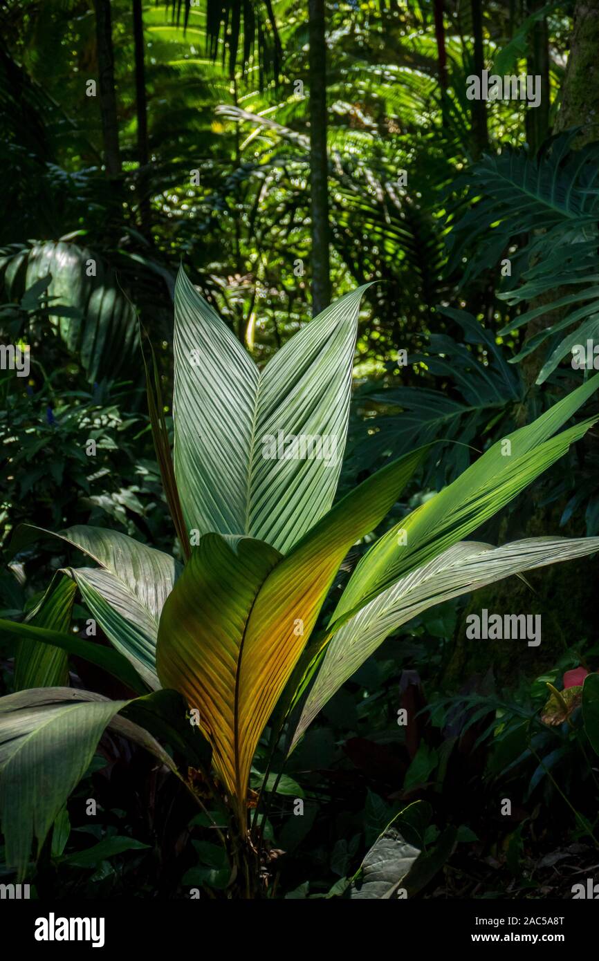 Las plantas al sol en el jardín botánico tropical en Hawai cerca de Bahía Onomea en Papa'ikou cerca de hilo, la Isla Grande de Hawai'i. Foto de stock