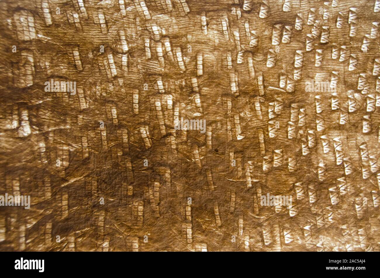 Una vista cercana de kapa (o tapa) de papel de corteza de morera por Roen Hufford, Isla Grande. Foto de stock