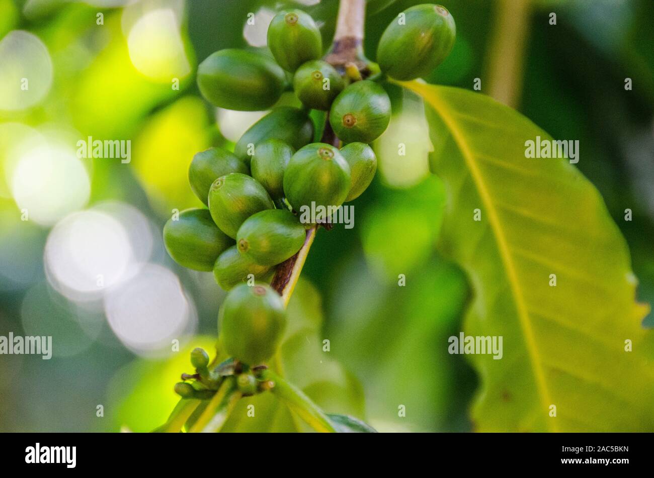 Close-up de las cerezas de café verde en el árbol del huerto Koffee Kaleo en Pa'auilo makua en la Isla Grande. Foto de stock