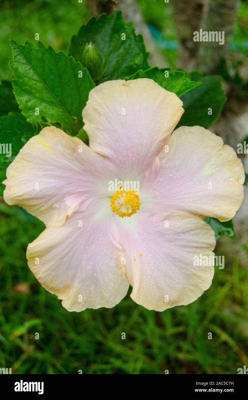 Hibiscus rosa y amarillo, Isla Grande Foto de stock