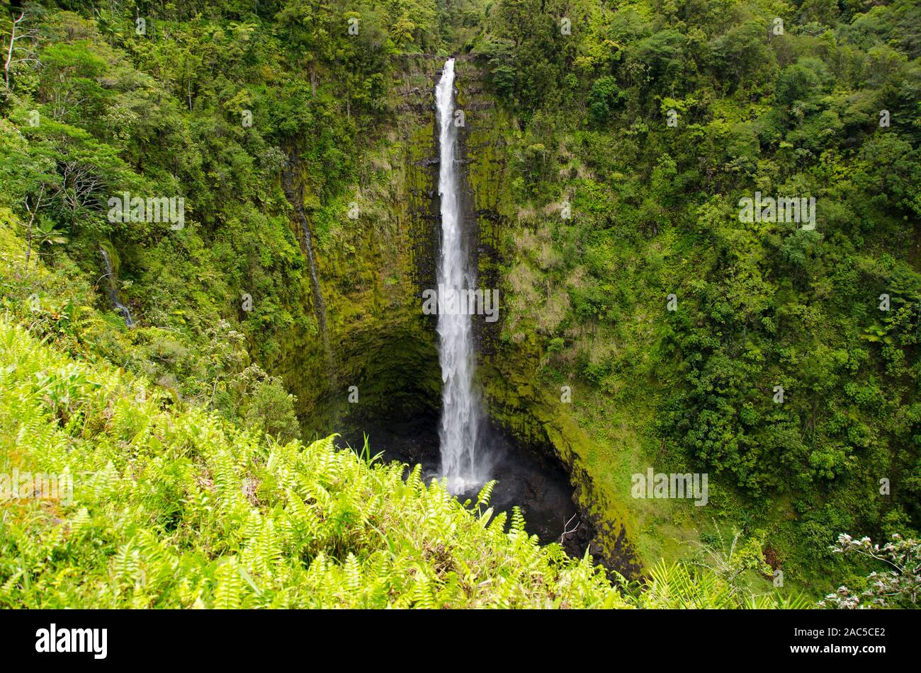 Hermosa 'Akaka Falls es 442 pies de alto a lo largo de un bucle de 0,4 millas de senderos a través de una selva tropical, 'Akaka Falls State Park, Honomu, Hamakua coa Foto de stock
