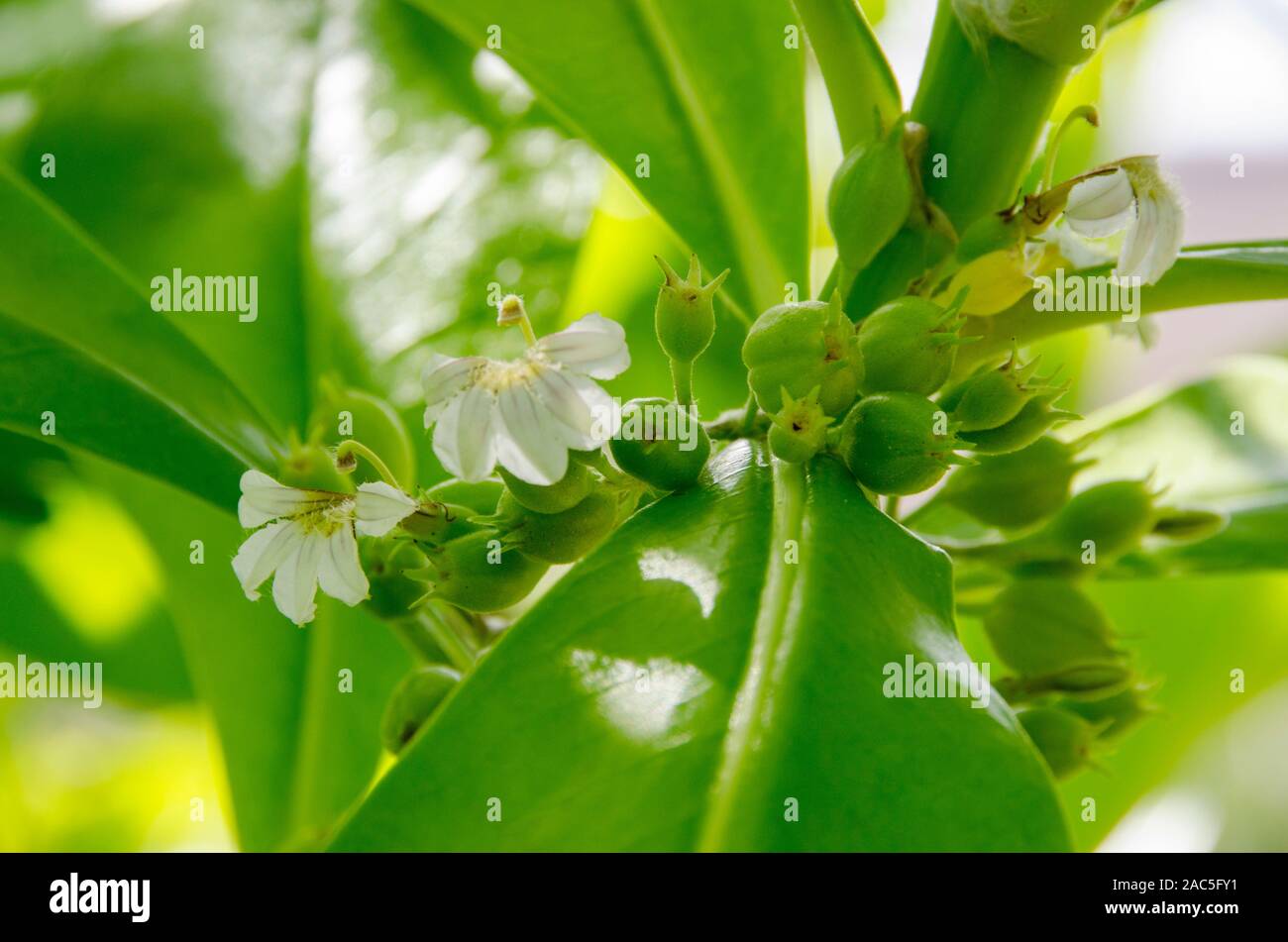 Naupaka kahakai es mitad flor encontrada cerca de la playa, que en la leyenda hawaiana representa la separación de dos amantes. Otra especie de la misma planta Foto de stock