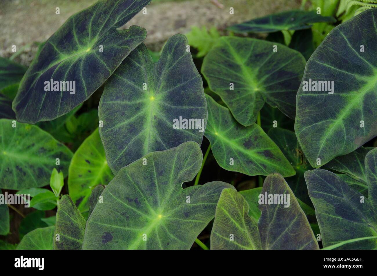 Verde y púrpura profundo taro (o kalo) deja en un jardín de la Isla Grande. Foto de stock